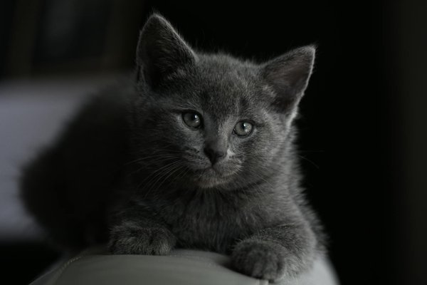 Ultimate guide to nurturing your senior shih tzu through health challenges: essential care tips you need to know